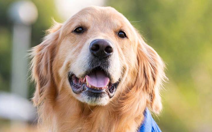 A photo of a golden retriever in front of Children’s Hospital Colorado in Aurora.
