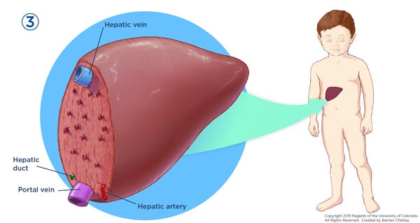 A close-up of an illustrated liver on a blue circle with a blue arrow pointing to an illustration of an child with his liver shown.