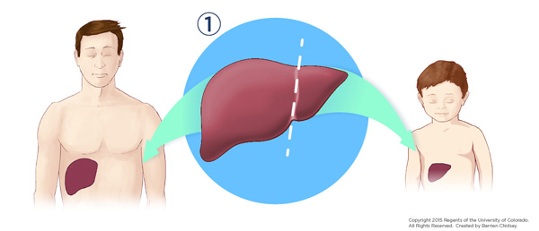 An illustration of a man and a child, each showing where their livers are, with a close-up illustration of a liver with a dashed white line on a blue circle background between them.