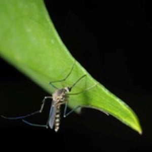 A close-up of a mosquito on a leaf.