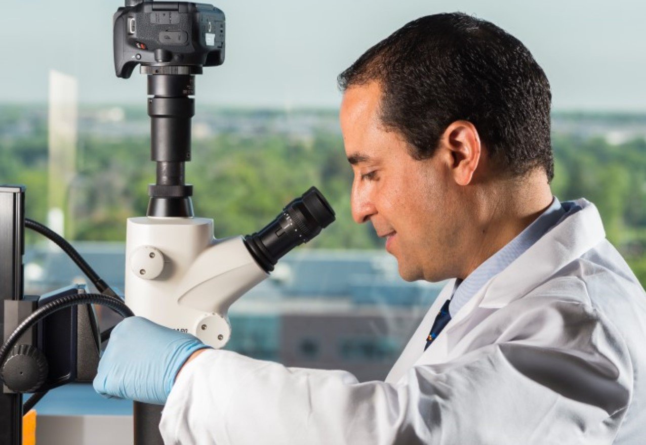 Dr. Marwan looks into a microscope