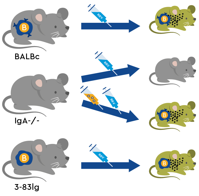 Biliary atresia-resistant mice can develop BA symptoms through transfer of B-cells
